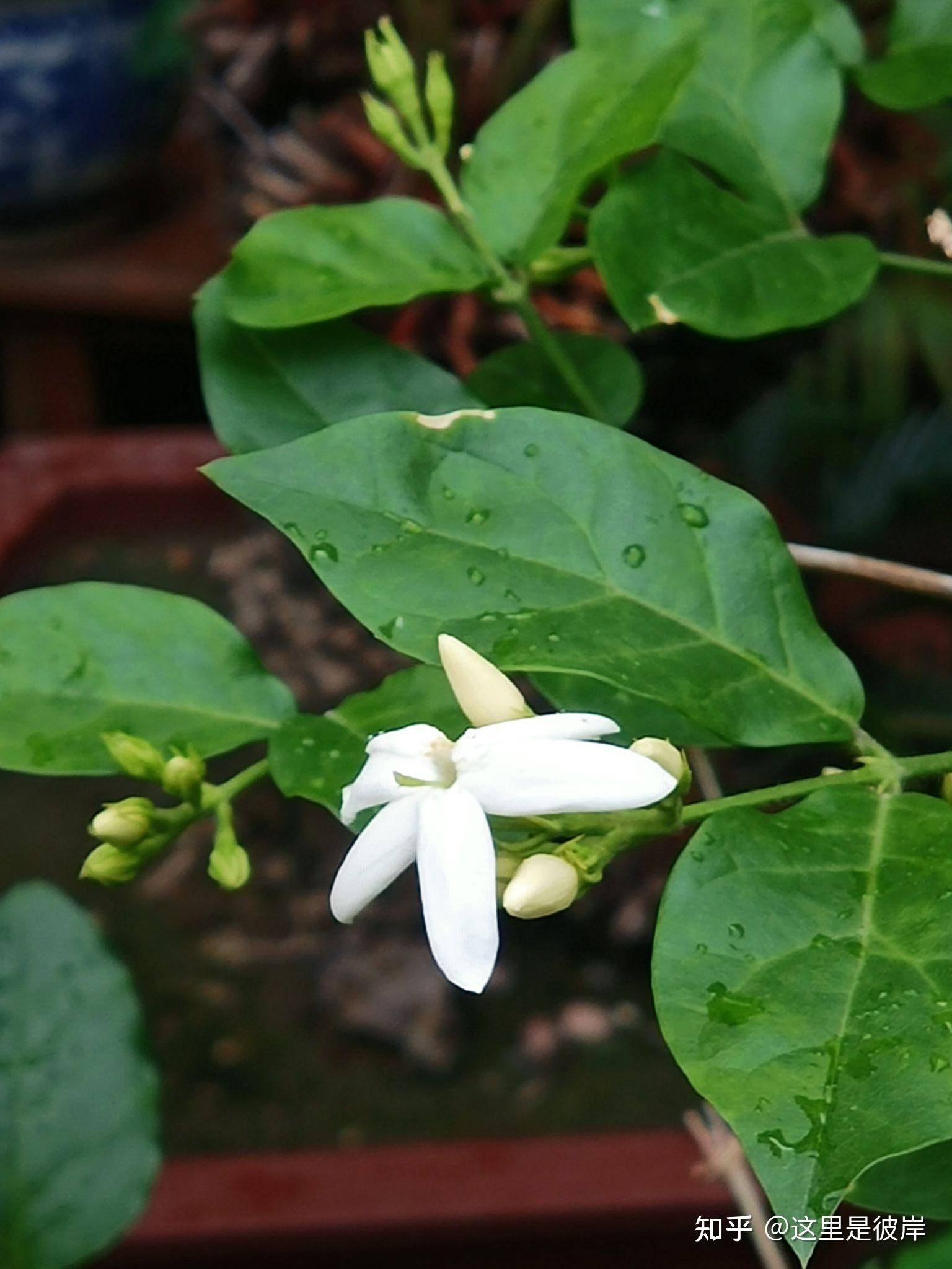单瓣茉莉花,香气沁人心脾 - 知乎