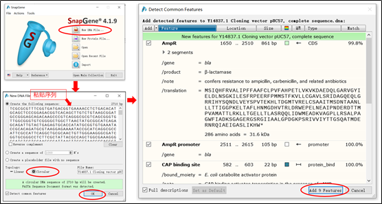 snapgene add prier