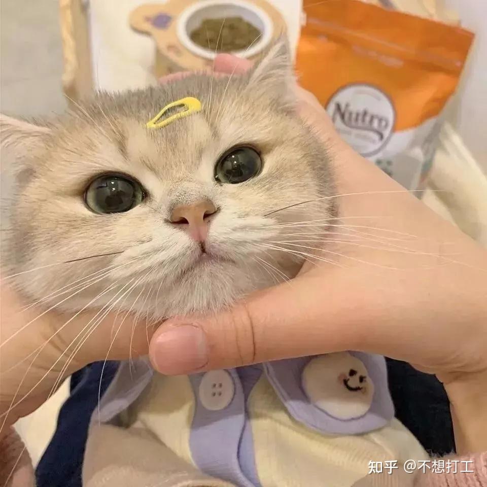 头像超可爱的猫猫头像来了