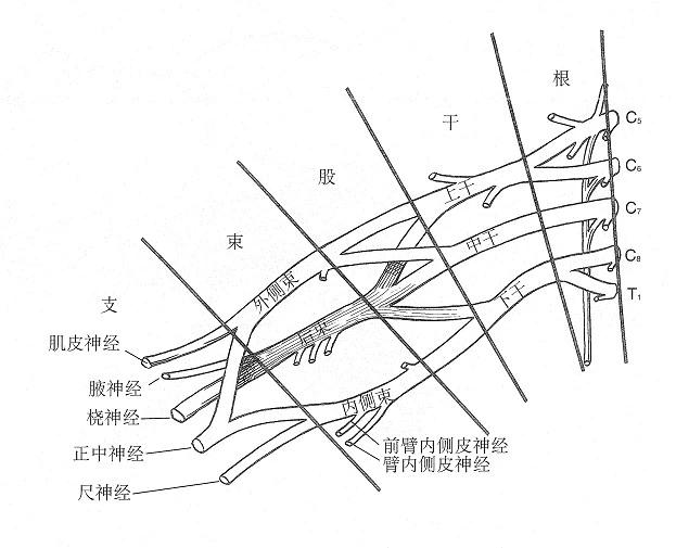 颈丛C1-4图片