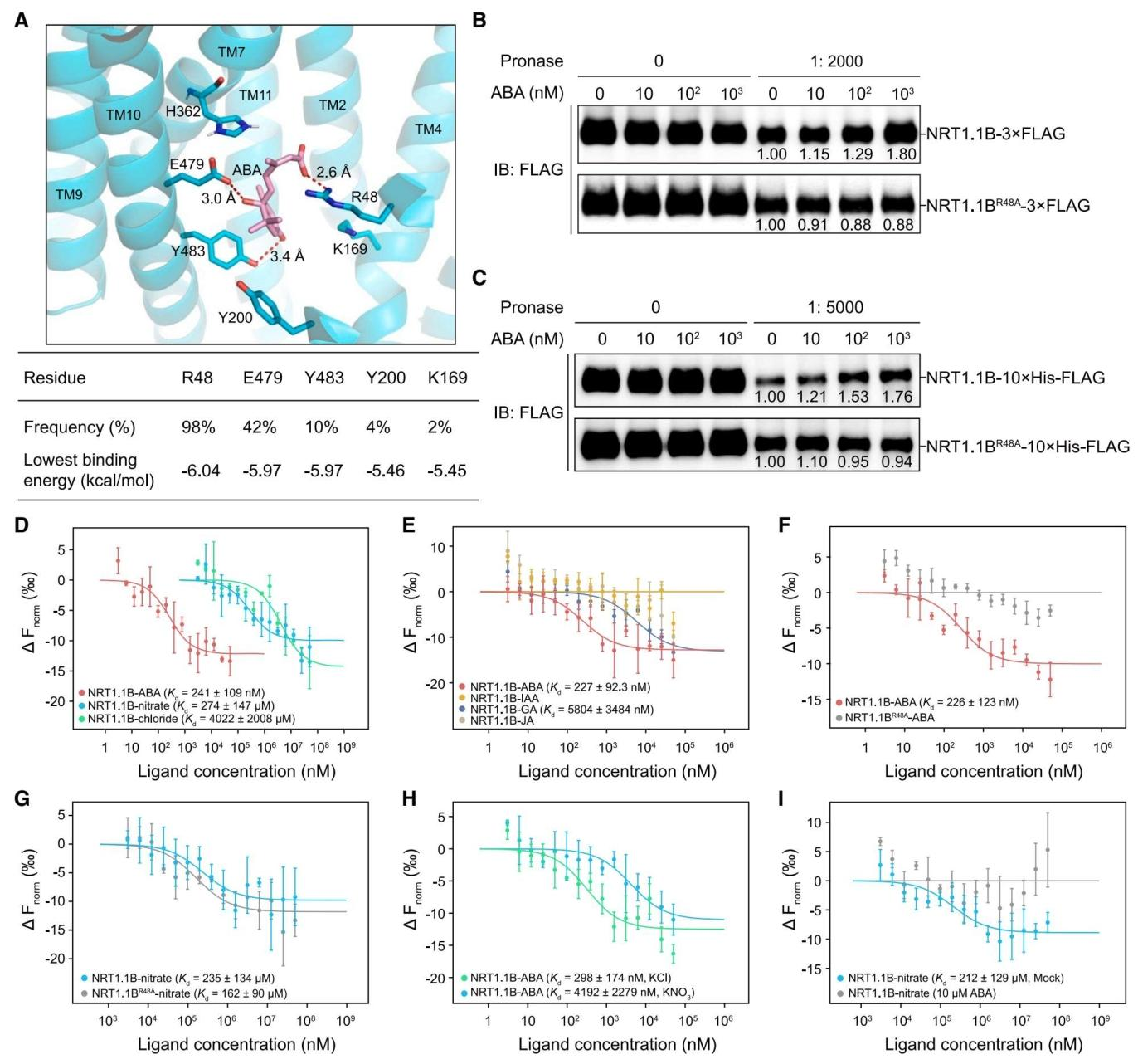 Cell | 华南农业大学揭示NRT1.1B 作为脱落酸受体整合植物复杂环境信号 - 知乎