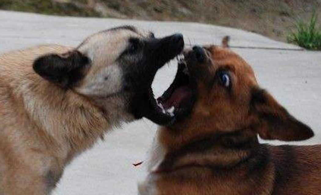 林建刚:网络世界的狗咬狗