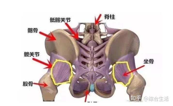 骶髂骨间韧带图片