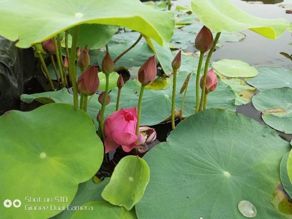 碗莲种植方法 盆栽荷花 知乎