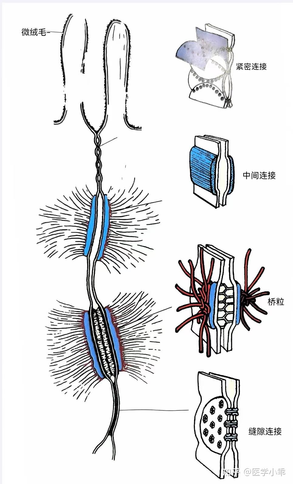 「组胚5分钟」上皮组织 - 知乎