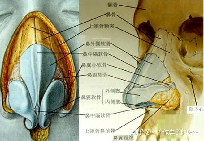 上唇动脉的分支供应鼻孔及鼻小柱的基部,其中较恒定的鼻小柱分支正