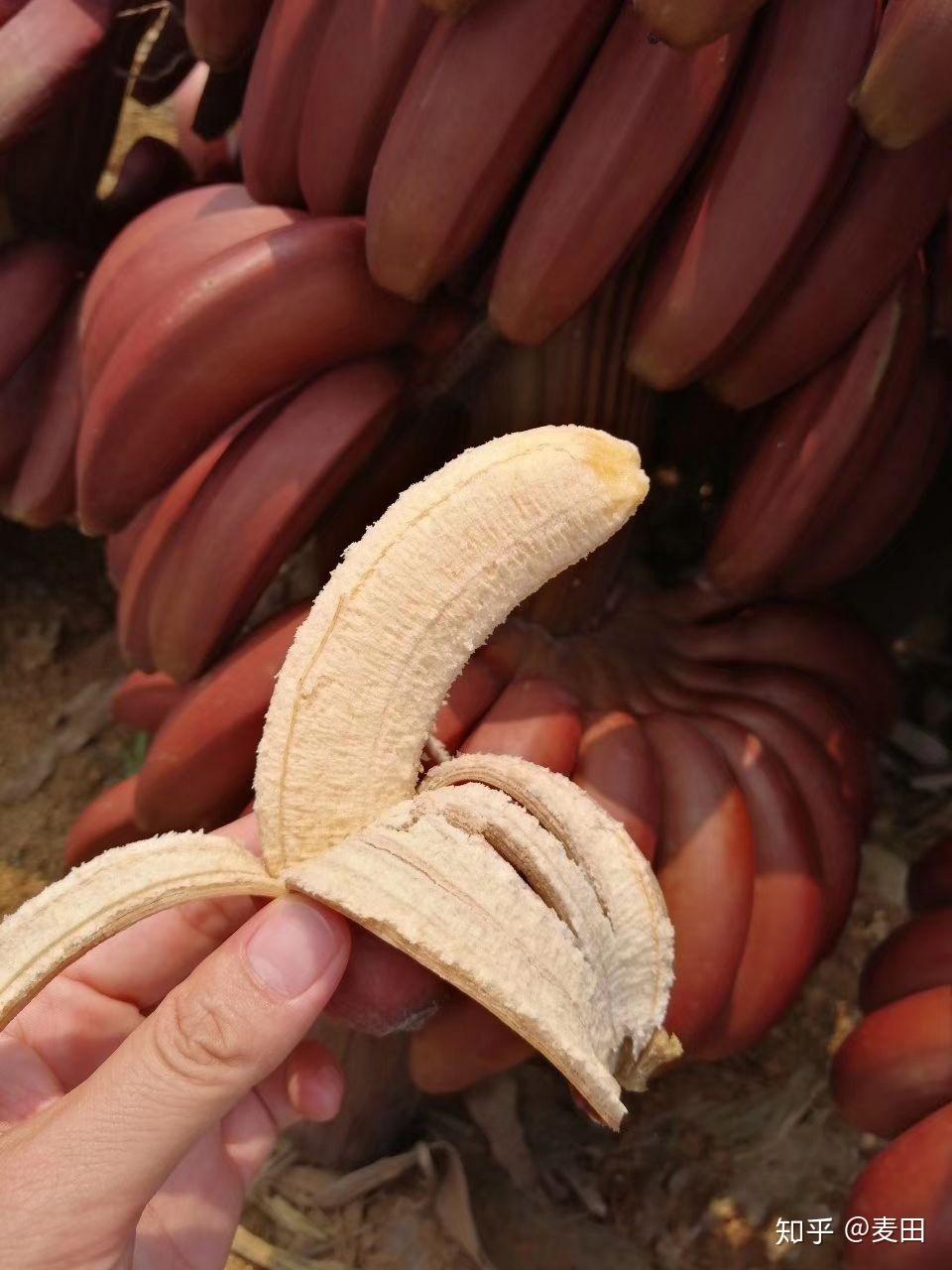 香蕉应急靠谱么(香蕉灾难)