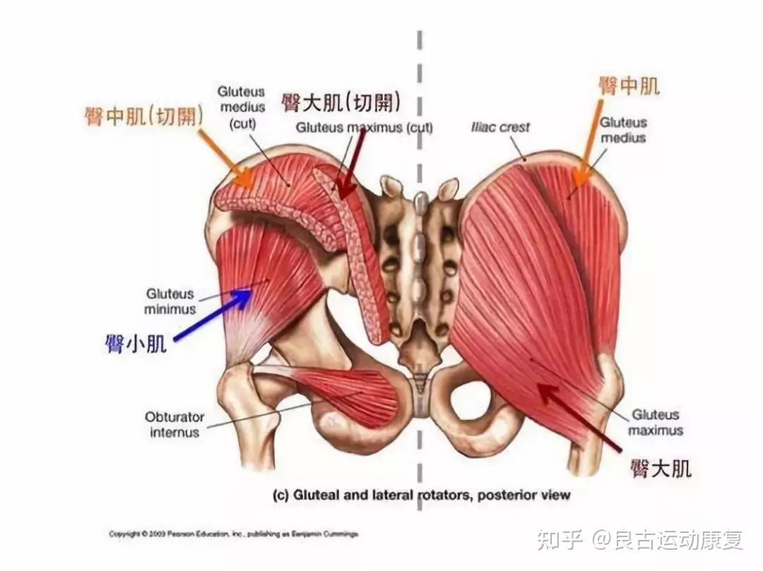 泡沫轴放松臀中肌臀小肌