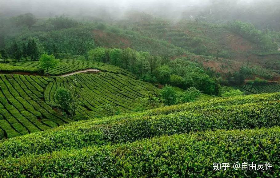 黑茶屬於六大茶類之一,屬後發酵茶,主產區為四川,雲南,湖北,湖南,陝西