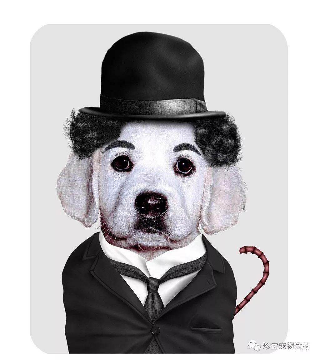 披上人皮猫狗变大腕