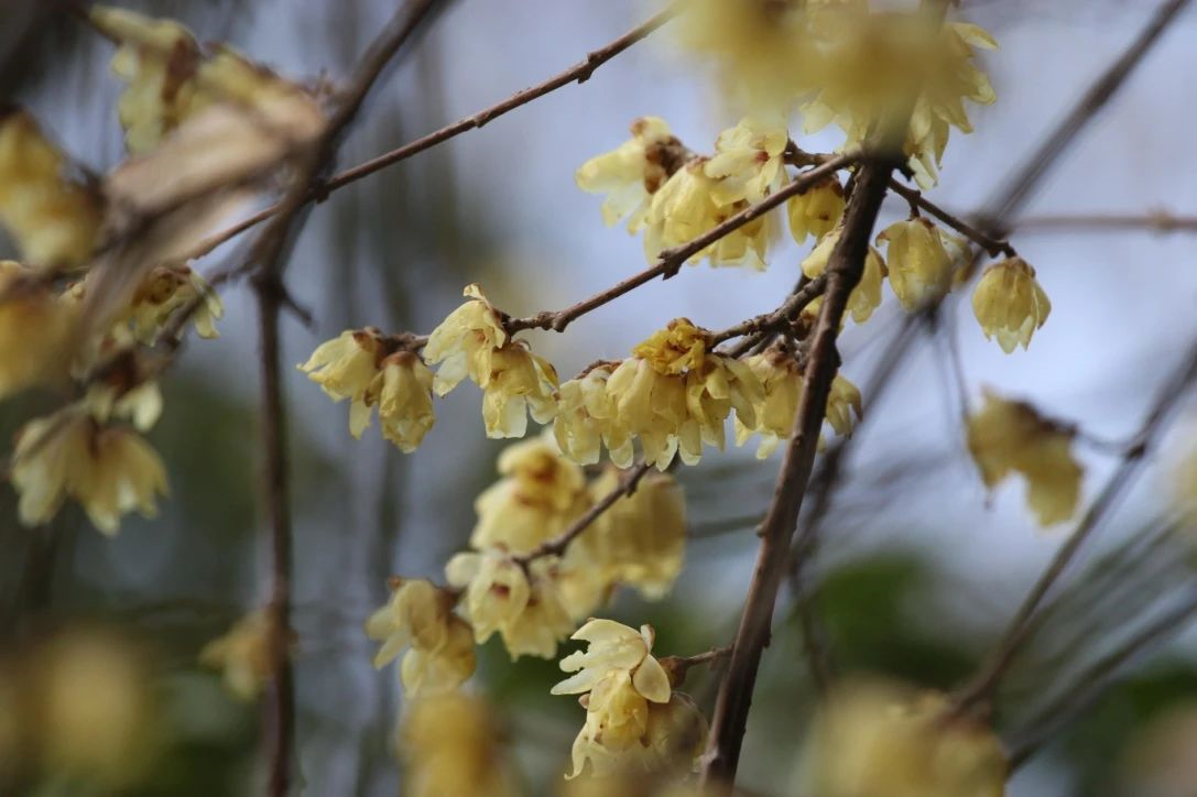 此處還可以欣賞到與蠟梅同科同屬的山蠟梅(chimonanthus nitens).