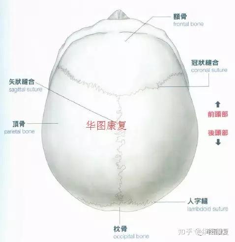 颅骨基础解剖 - 知乎