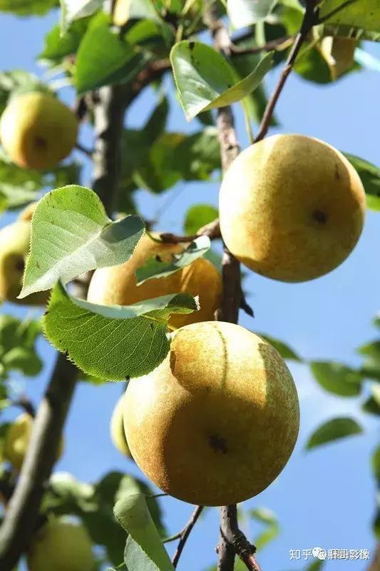 讲真的这一个浏阳大围山黄金梨味道就是国家级