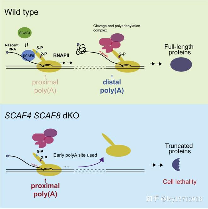 真核生物mRNA的加工修饰与转录调控（二） - 知乎