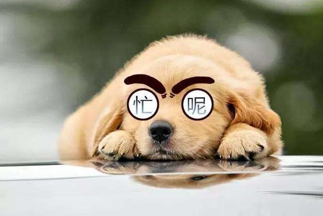 坐看别人忙成狗自己闲似仙真爽