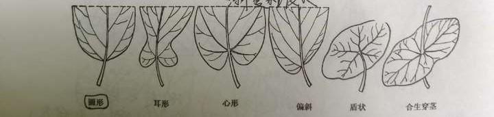 树叶leaf的构造 - 知乎