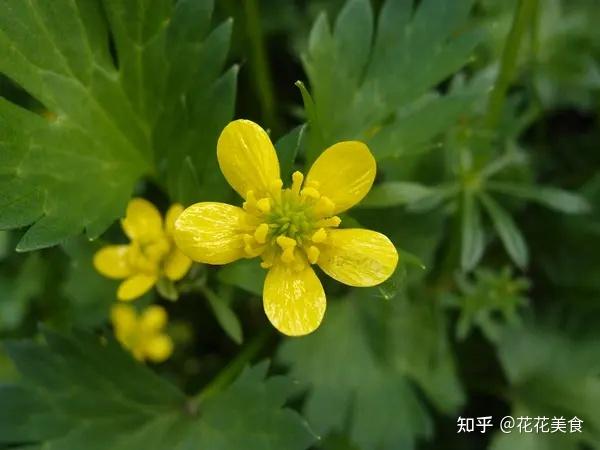 刺果毛茛开黄花的芹菜可千万不能吃哦