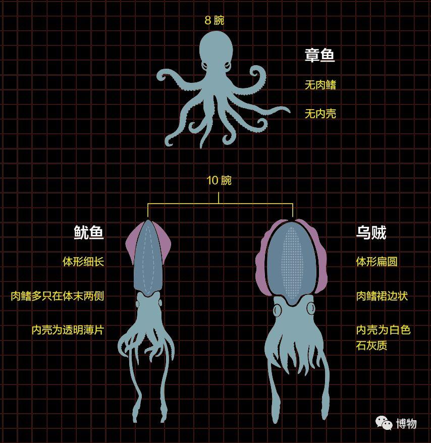 有些人看上去像吃货背地里连章鱼乌贼鱿鱼都分不清