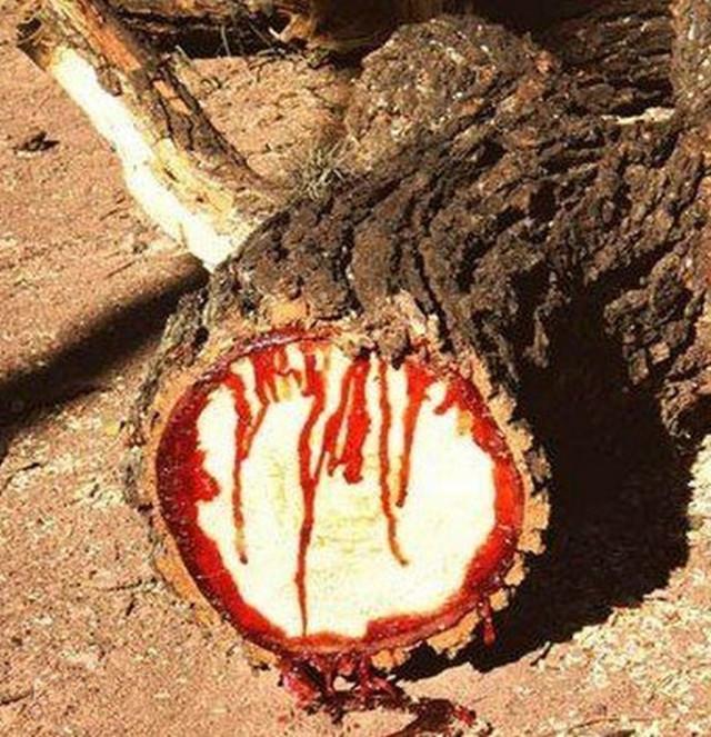 索科特拉岛上的独有的龙血树树龄高达8000岁