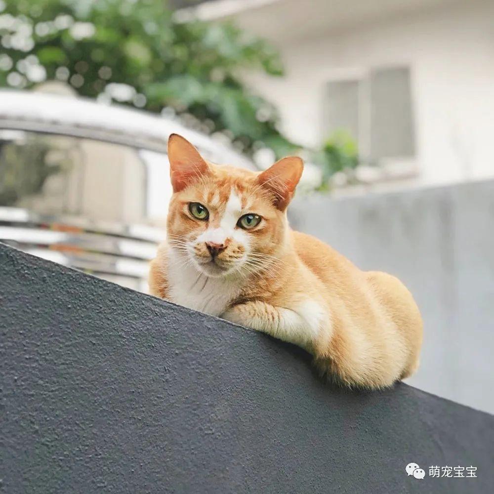 「橘猫」7大特质！十只橘猫九只胖，还有一只特别胖！ - 知乎