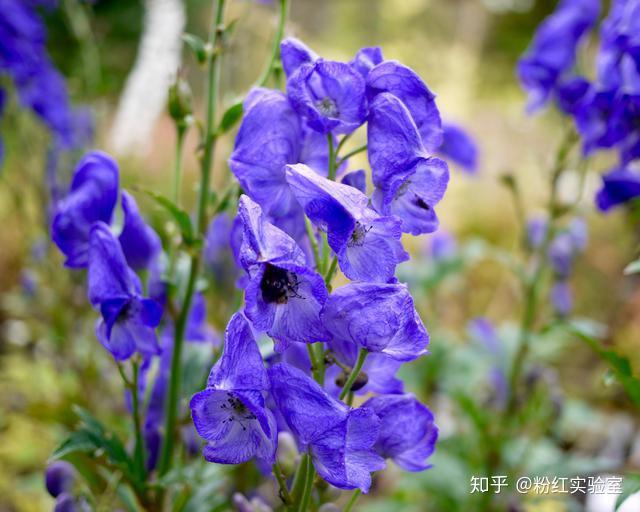 乌头Aconitum carmichaelii - 知乎