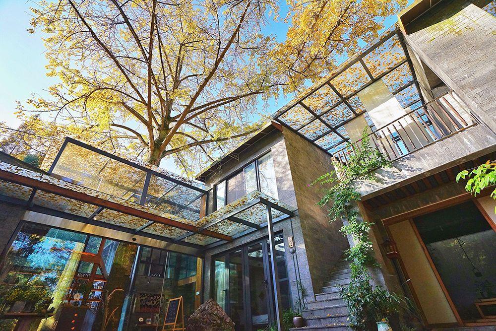 走进上山上,就会看到这颗300年的银杏树,巨大的"黄金羽翼"为这里撑起