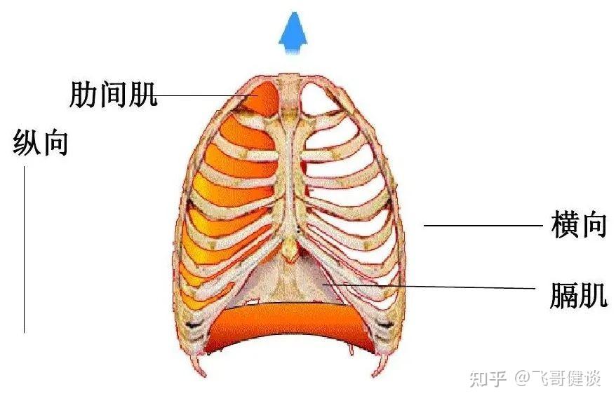 胸膈的位置示意图图片