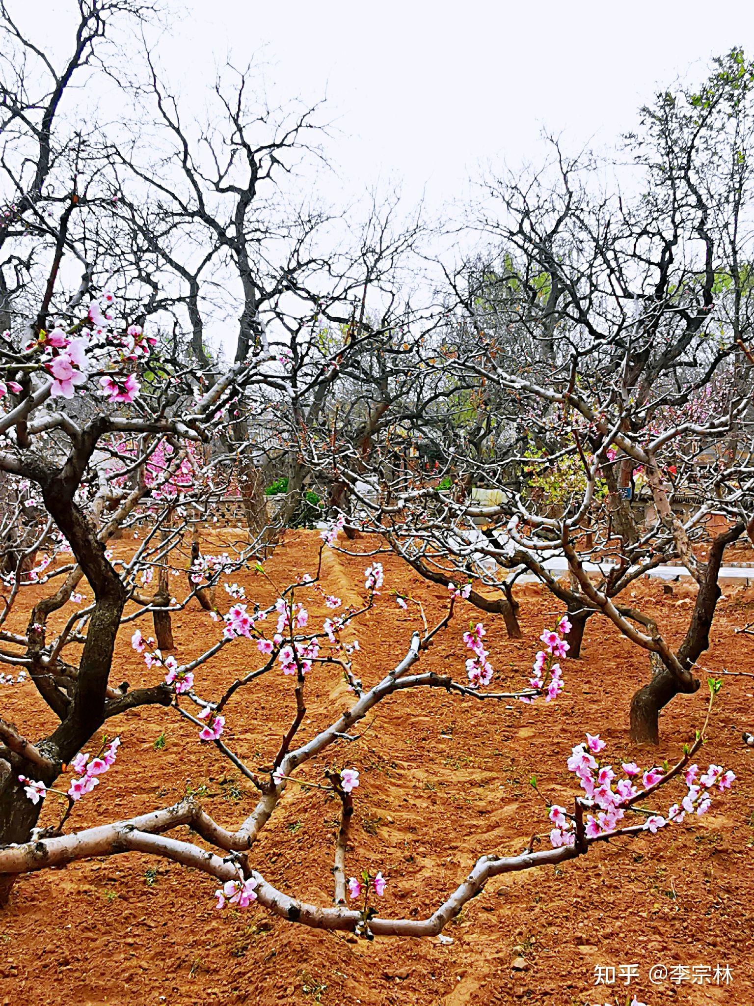 仁寿山桃花盛开的地方