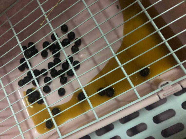 关于兔子尿钙你应该知道的小知识