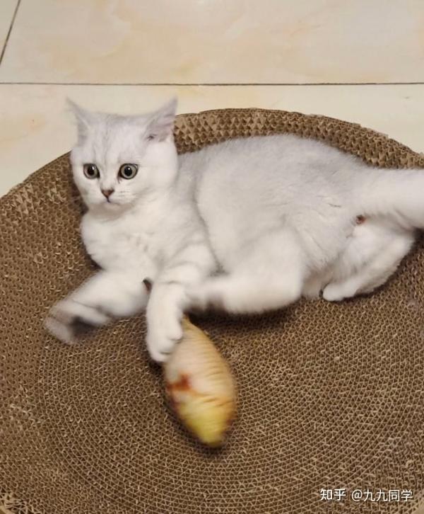 新手养猫,需要注意准备些什么呢?这一期全是干货,手把手教你养猫 - 知乎