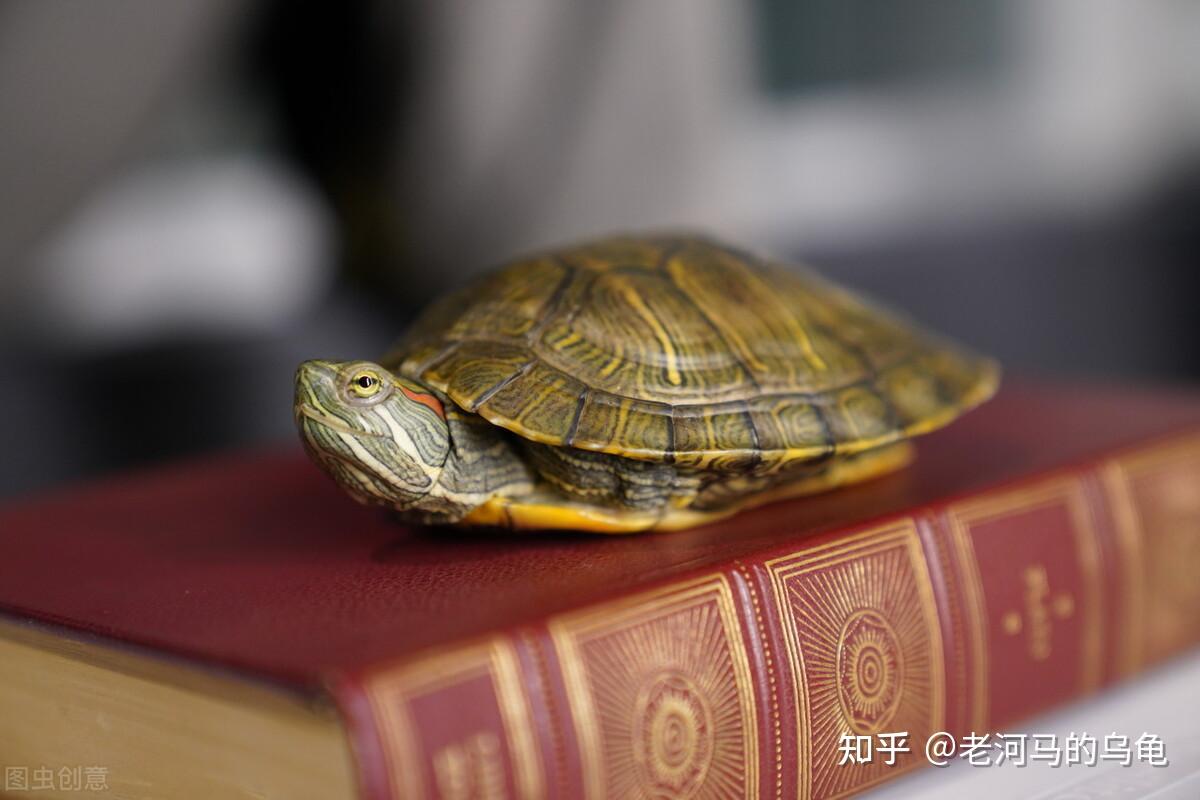 养黄耳龟和红耳龟哪个好养,有什么区别呢 - 知乎