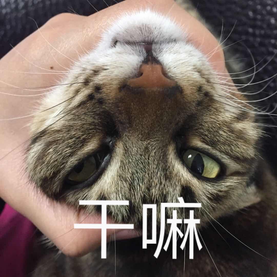 猫为什么一点也不怕蛇?