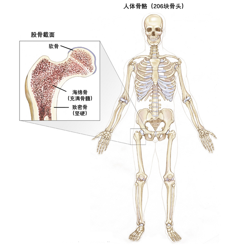 一文读懂骨肿瘤的分类 风险因素和诊断 知乎