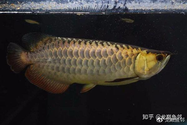 b過 金龍魚標準:鱗片第5排亮 珠鱗不全亮高背金龍魚標準:鱗片亮到第5