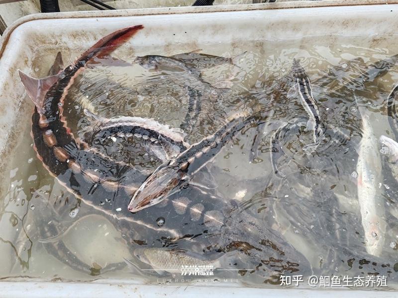 多地鱼类最新监测:鳤20余年首现赣江,泸州一网捞起67条长江鲟 - 知乎