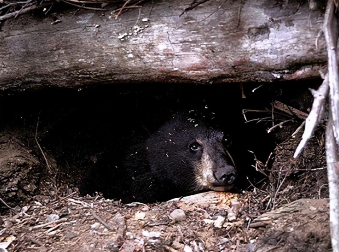 喜欢吃蜂蜜的黑熊,冬眠长达6个月,如何能做到不拉屎拉尿的呢?
