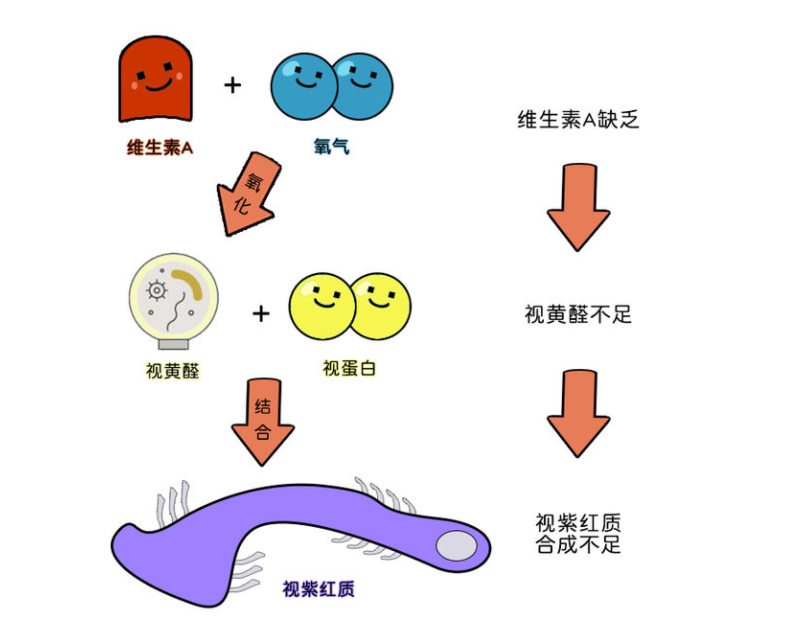 總是夜裡看不清小心得了夜盲症