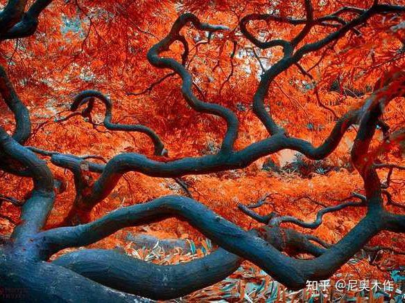 树杈常可见，但是个性而美丽的树杈纹饰面你知道吗？ - 知乎
