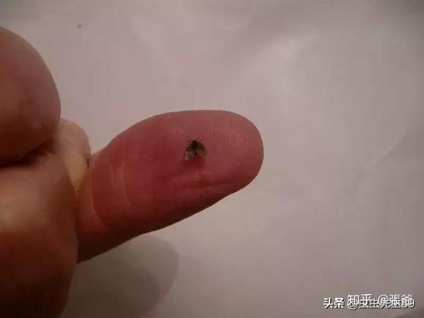 如何快速消除厕所中的小飞虫 知乎