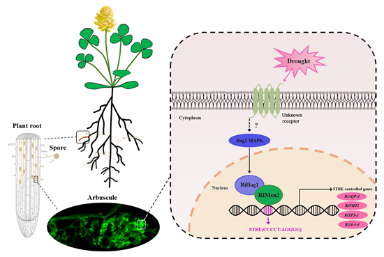 New Phytologist | 华南农业大学研究揭示丛枝菌根增强植物耐旱的分子机制！ - 知乎