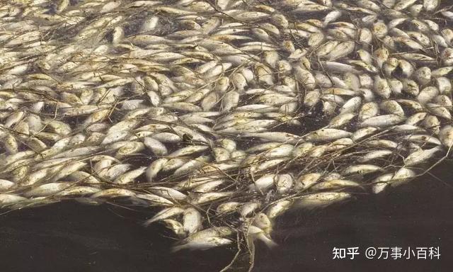 怎么养蟹不会死 v2-3726259f776f9fe9a97915bc090b9dff_r.jpg