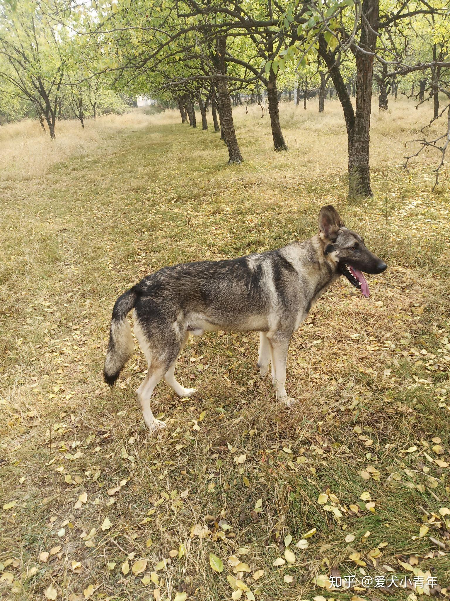 我家的老版狼青犬,小时候的经典犬种