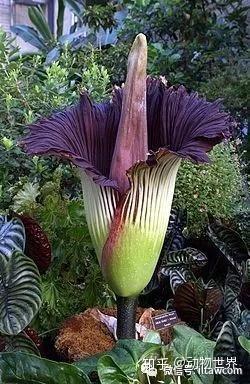 花序可以高达三米的巨花魔芋 知乎