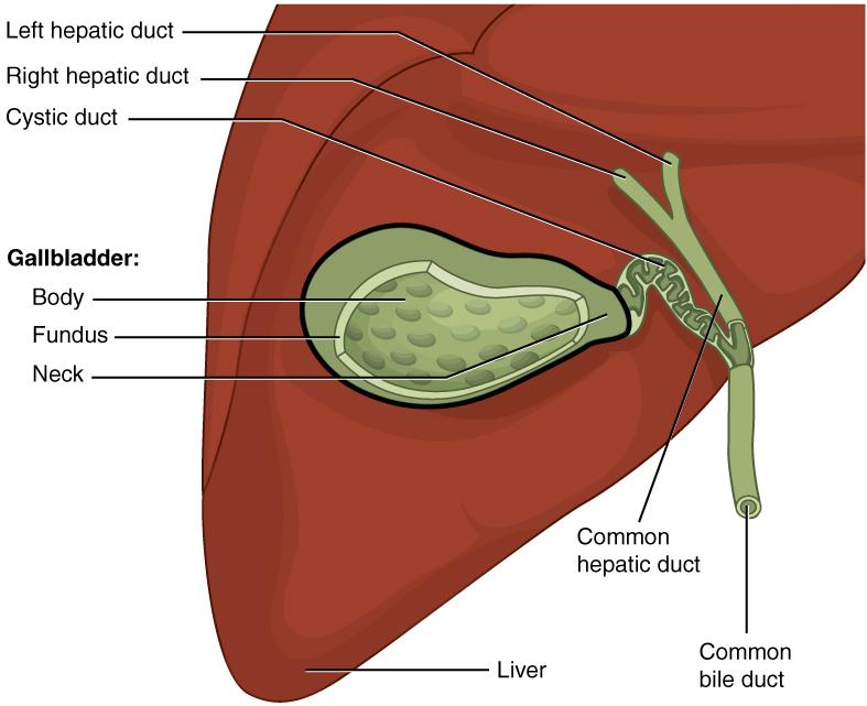 胆囊切除术cholecystectomy 知乎