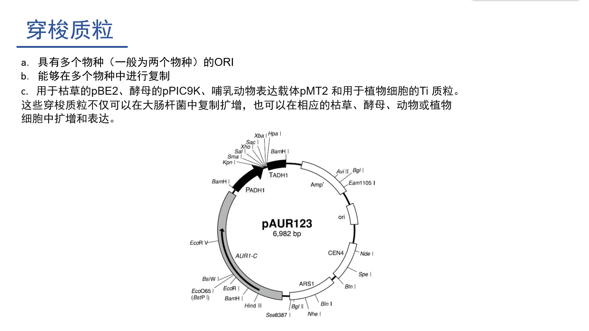 质粒载体示意图图片