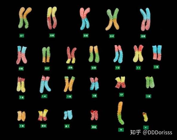 为什么做试管婴儿要关注染色体问题