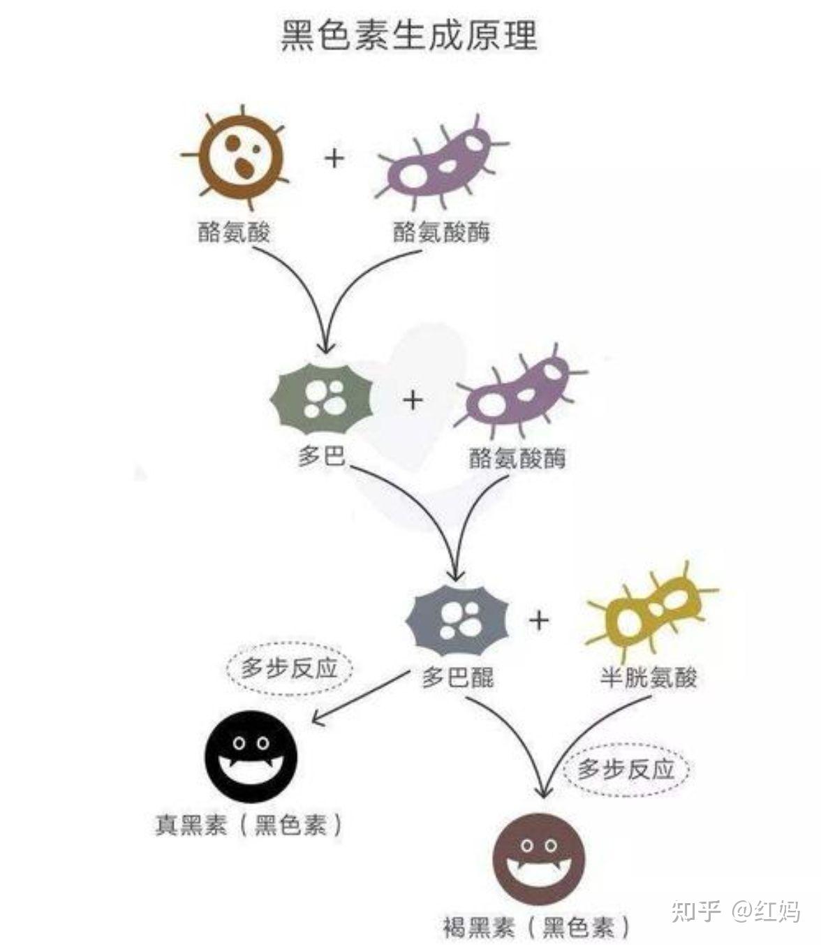黑色素形成机制