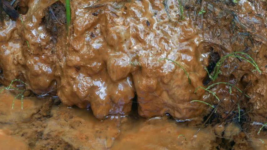 把这些铁细菌分泌的黏泥(成分主要是fe(oh)3)收集起来与木炭粉(还原剂