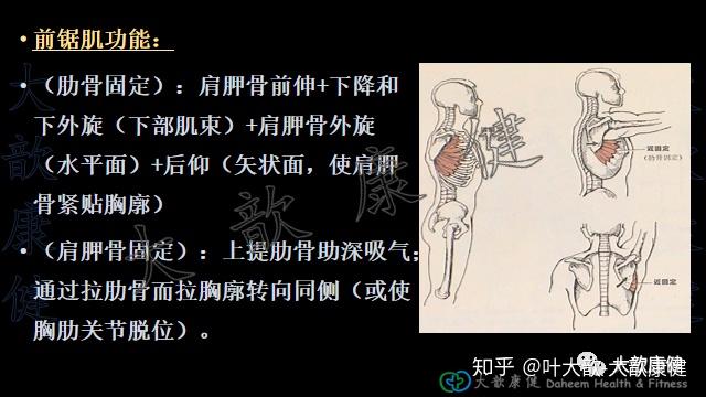 被冤枉的肌肉1：前锯肌与翼状肩胛 - 知乎
