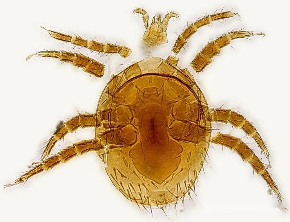 真核生物域动物界真后生动物亚界蜕皮动物总门节肢动物门螯肢亚门蛛形